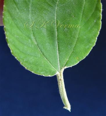  Petiole